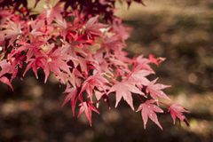 紅葉１２