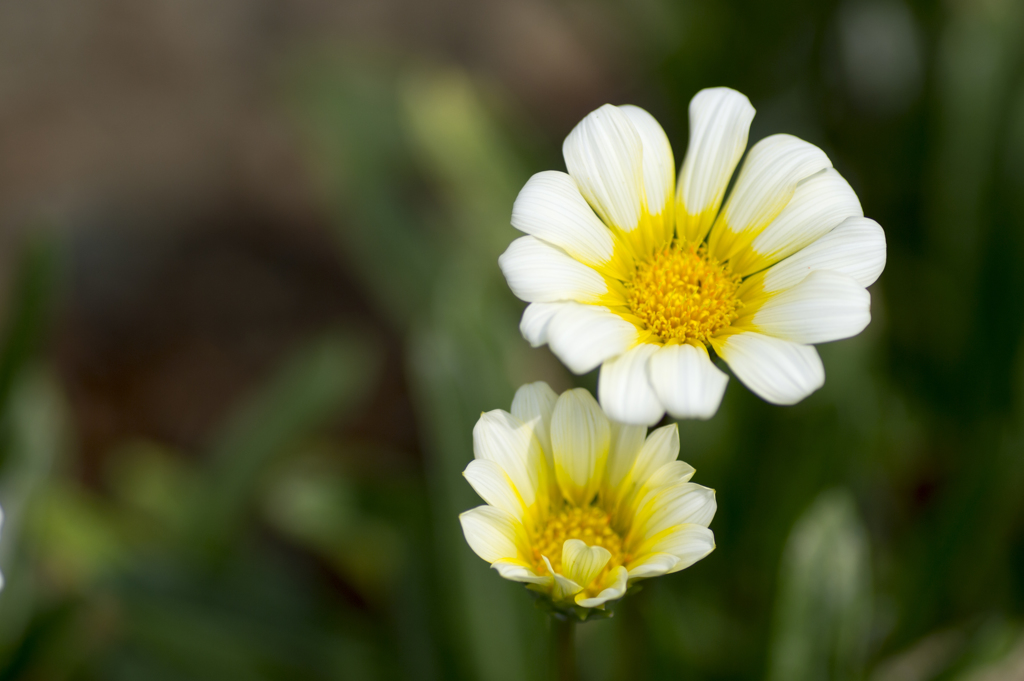 花４