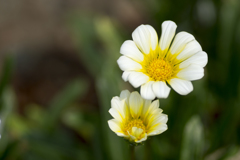 花４