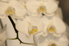 花４３