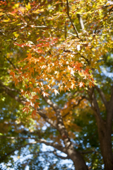 紅葉２６