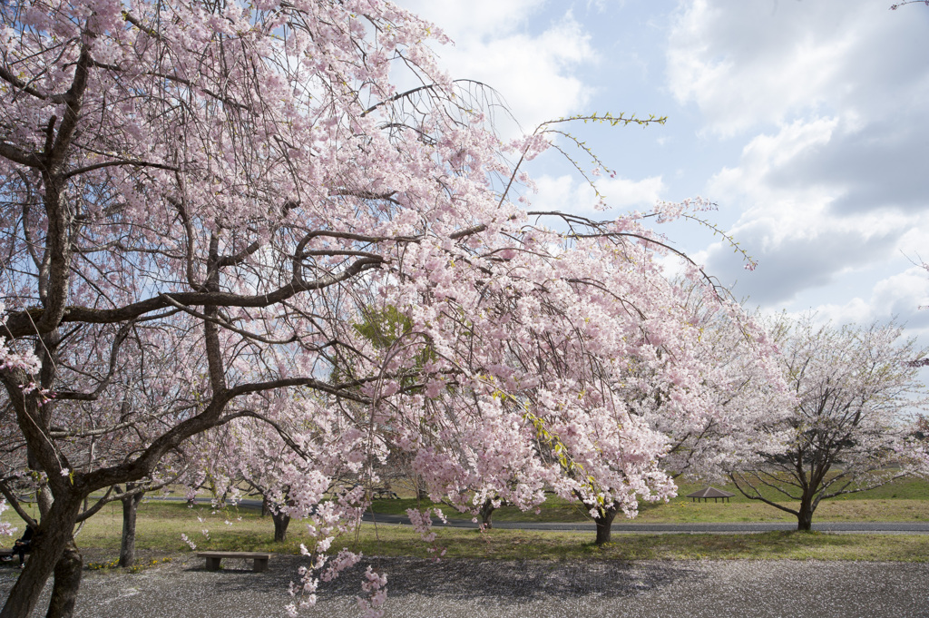 桜１２