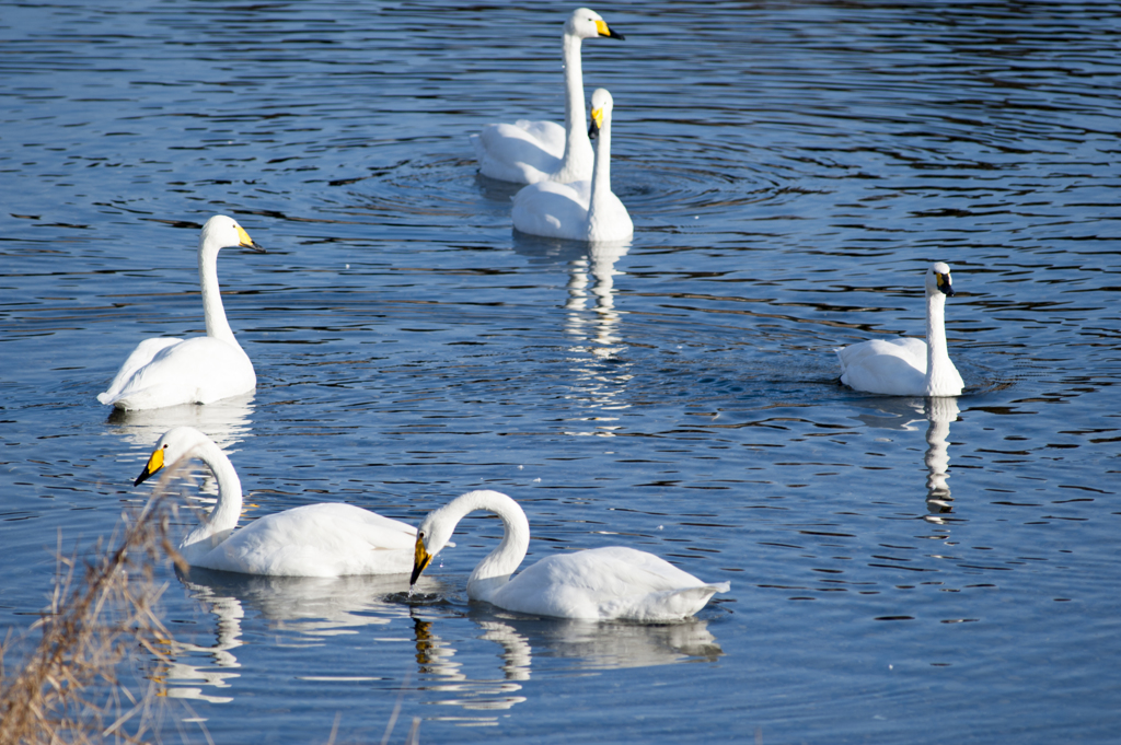 白鳥１