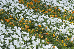 花４