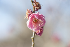 梅４