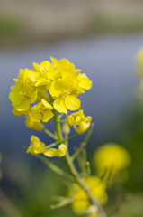 花２