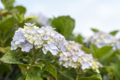 花６