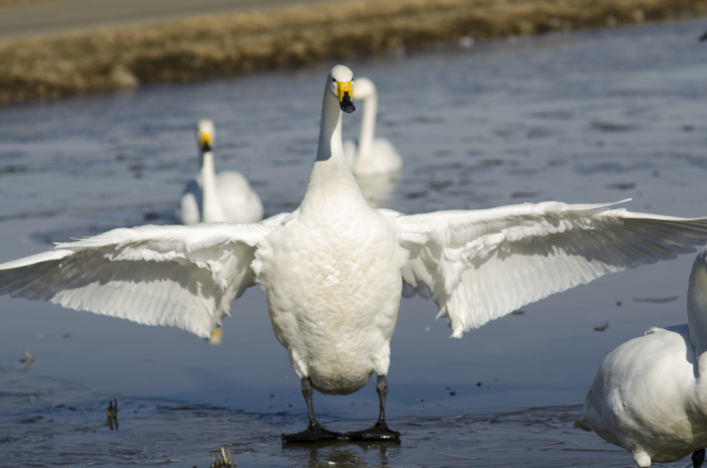 白鳥１２