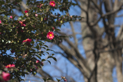 山茶花
