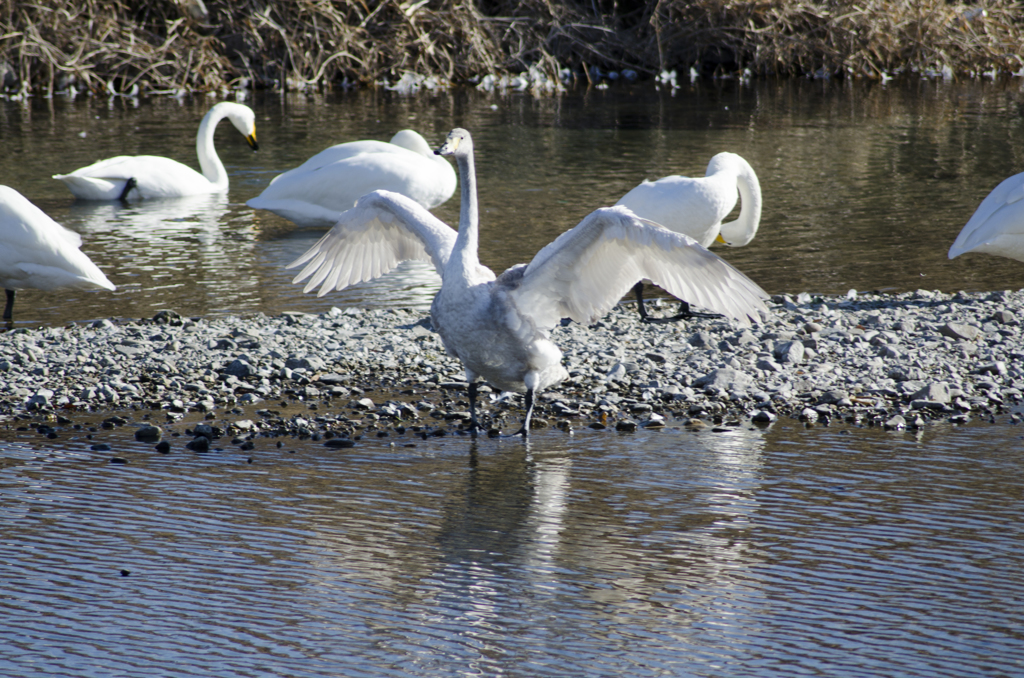 白鳥１