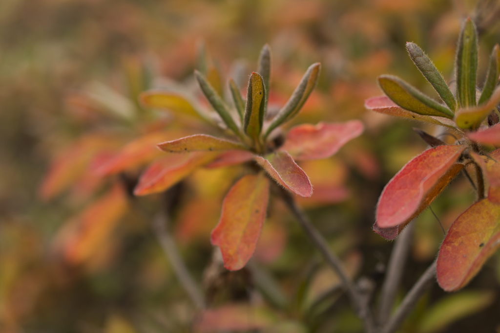 紅葉３