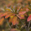 紅葉３