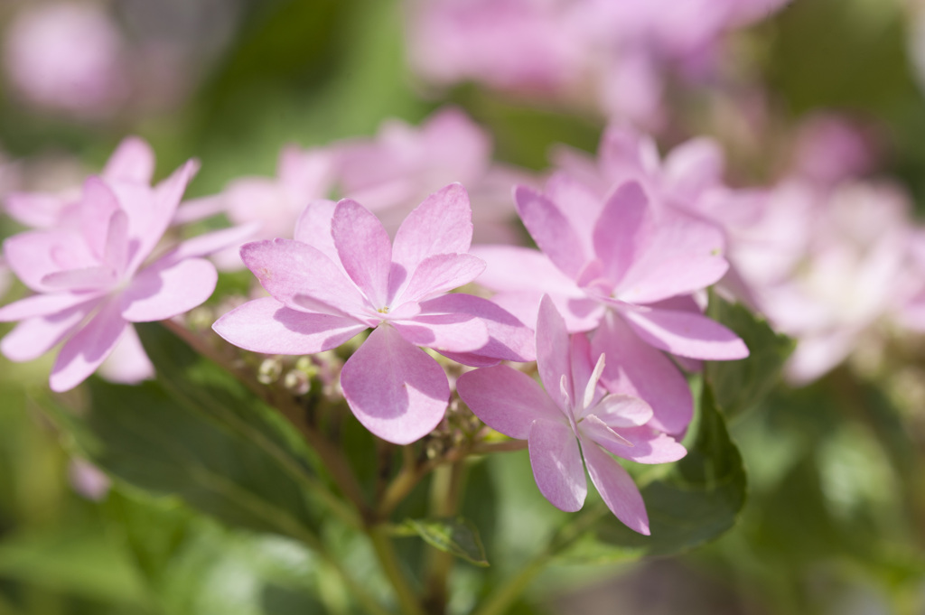 花６