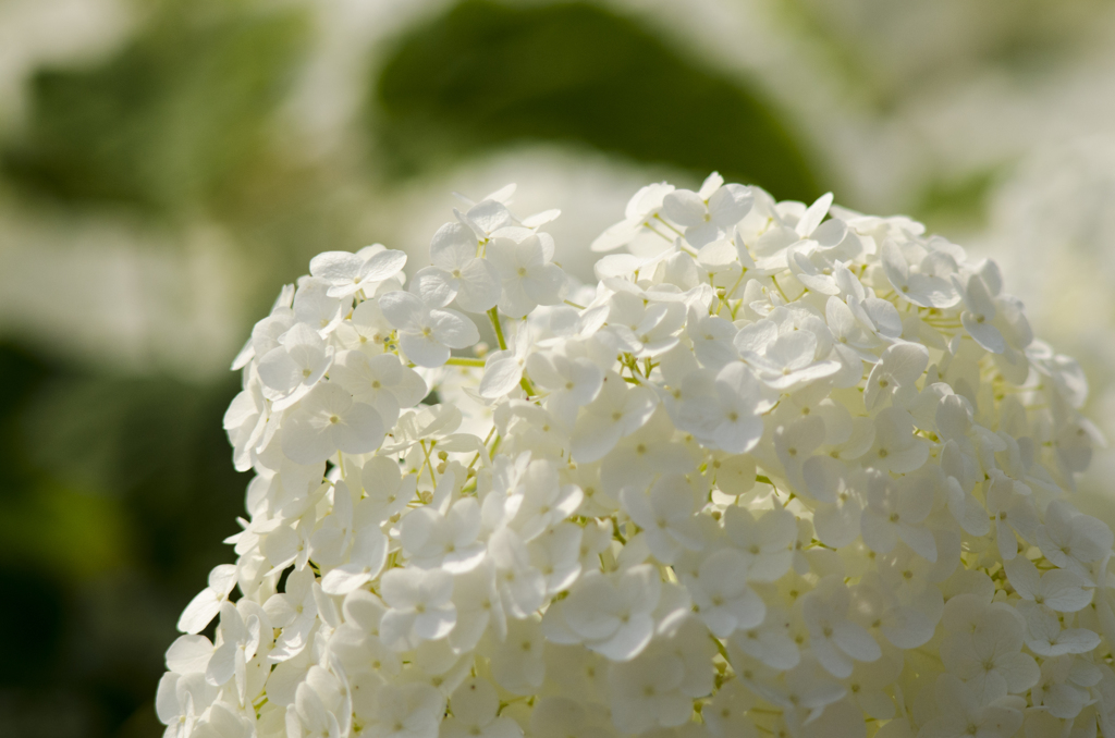 紫陽花２