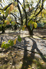 風景６