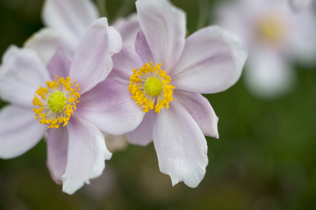 花１