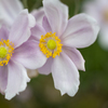 花１