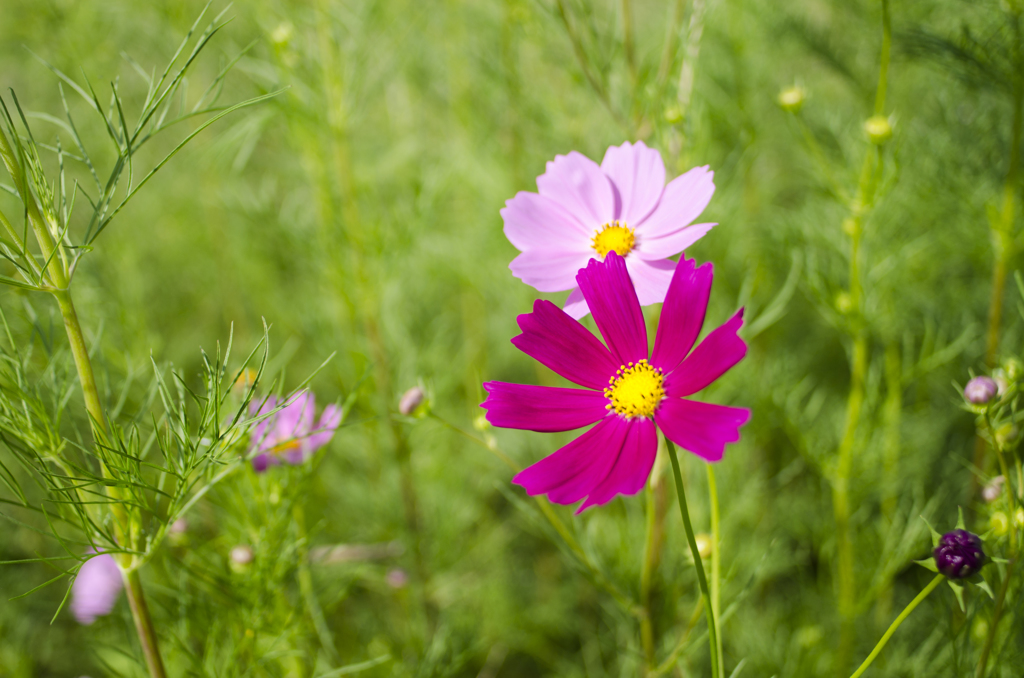 花７