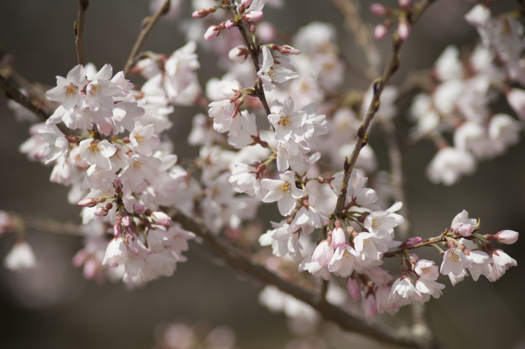 桜５