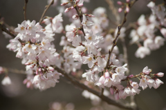 桜５
