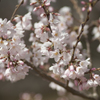 桜５
