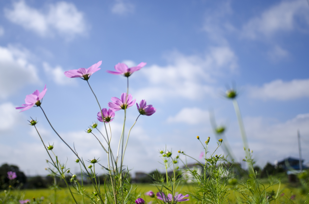 花１