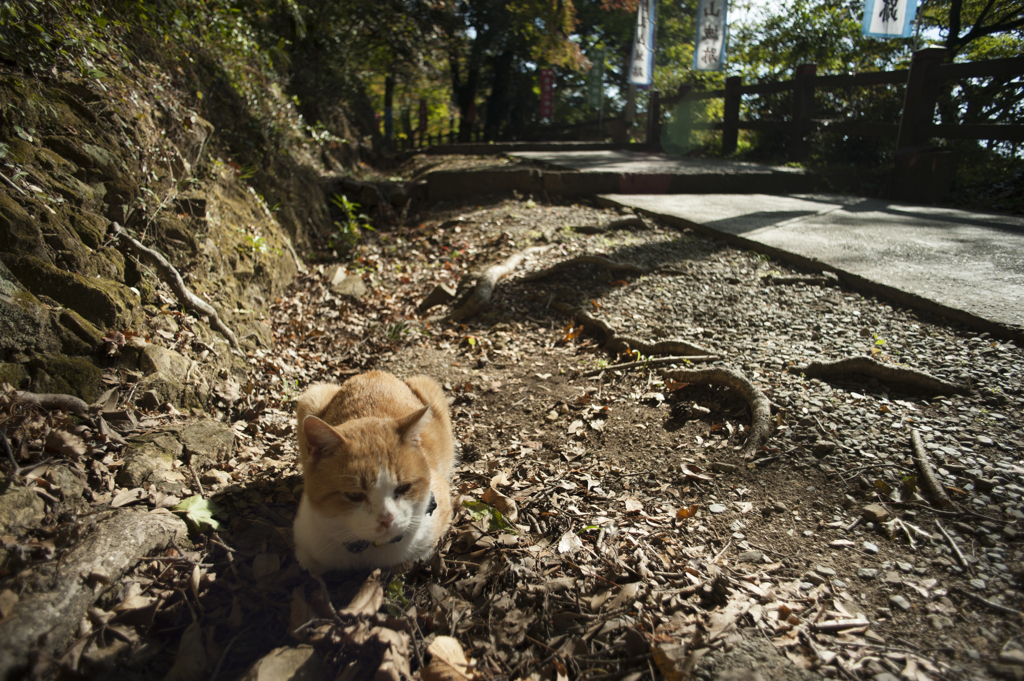 唐沢山の猫１