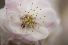 花１