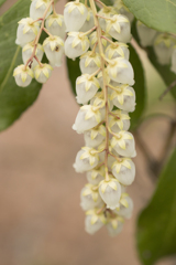 花8