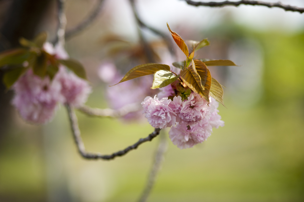 花７