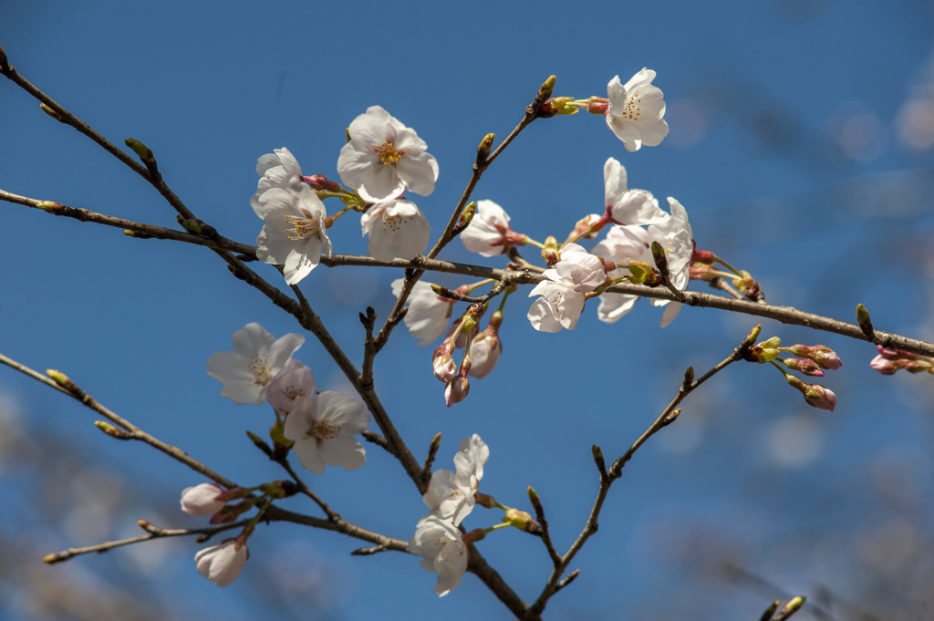 桜２
