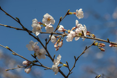 桜２