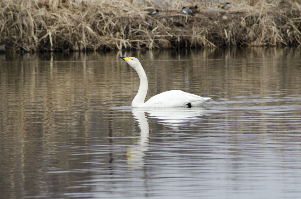 白鳥１