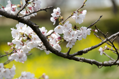 桜３