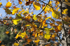 紅葉３