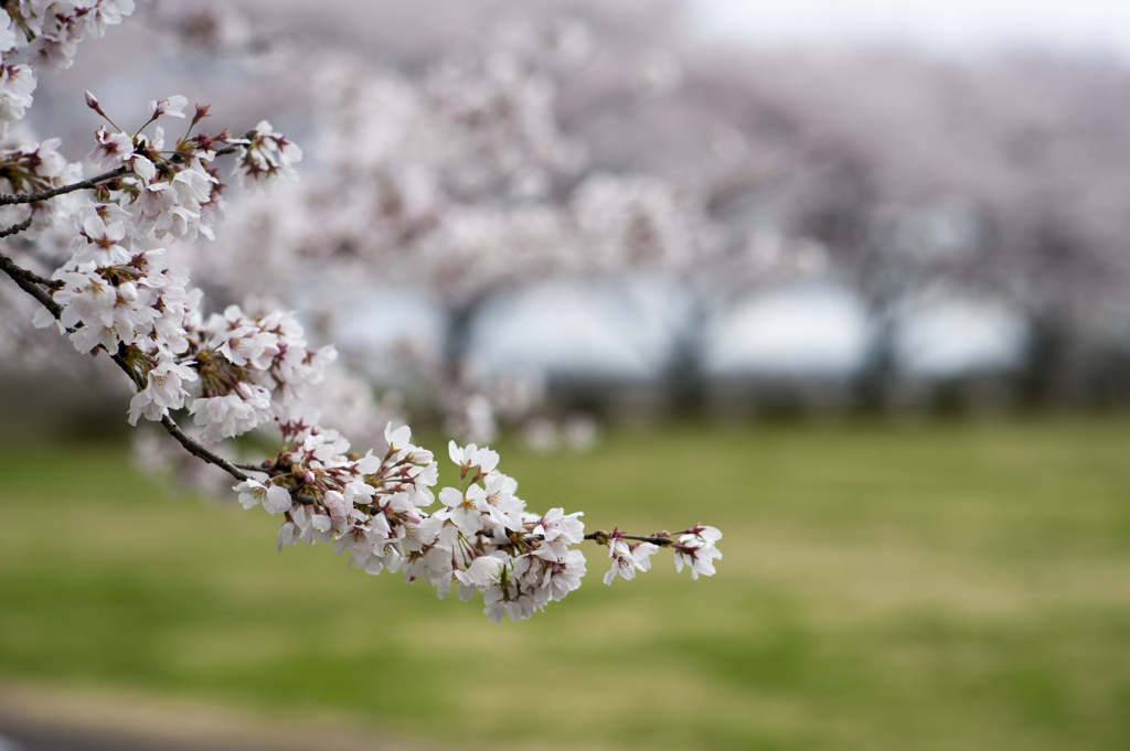 桜８