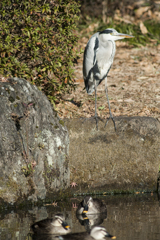 サギ２