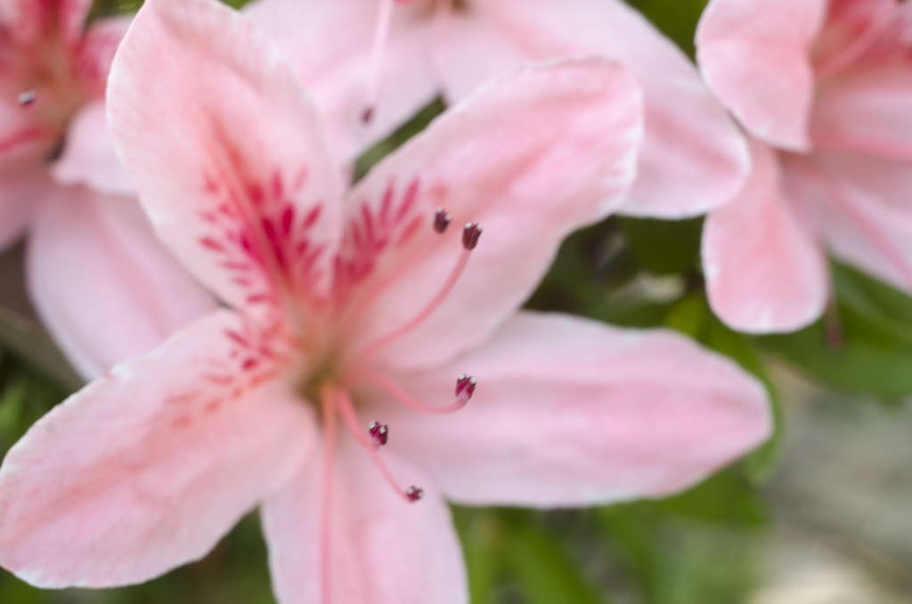 花１２