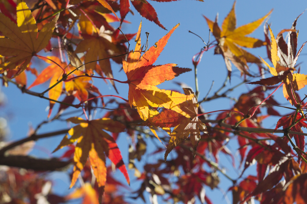 紅葉1