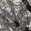 桜１