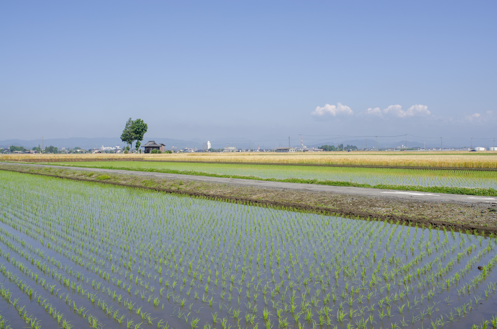 田植え９