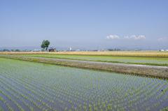 田植え９
