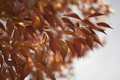 紅葉１５