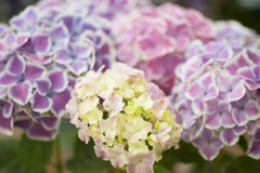 花１７
