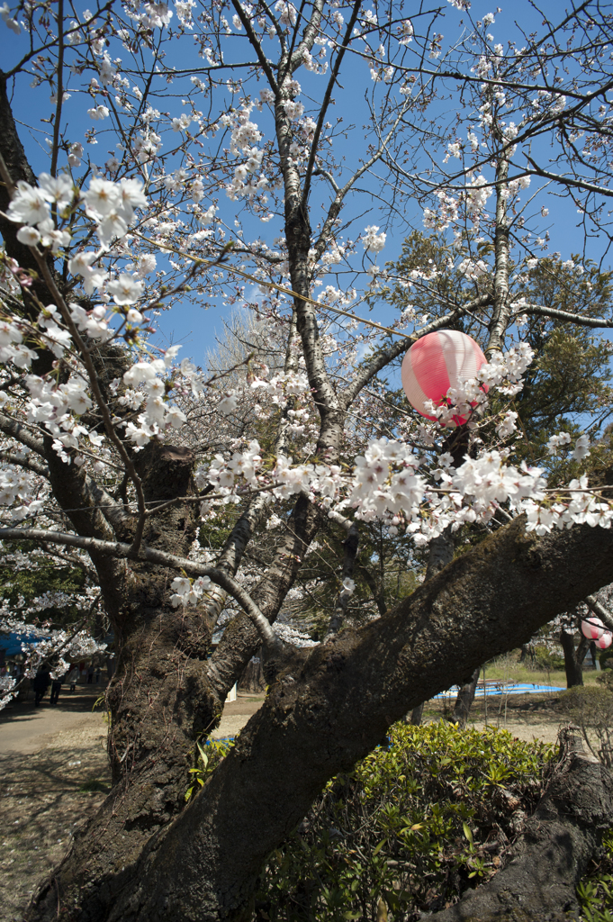 桜１