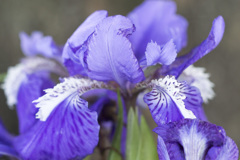 花２