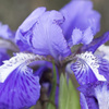花２