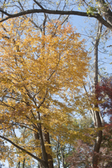 紅葉２０