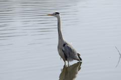 サギ６