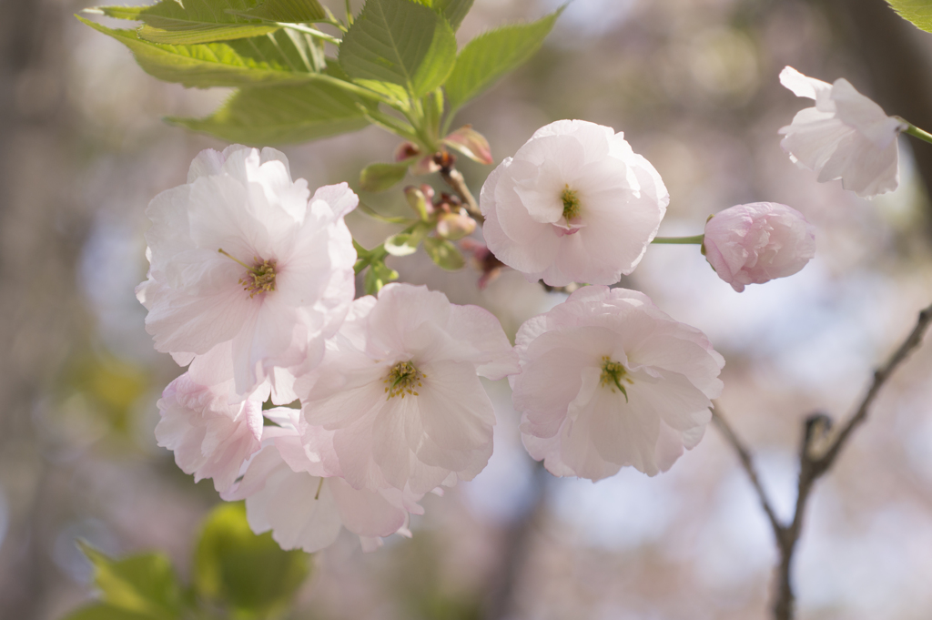 花１０